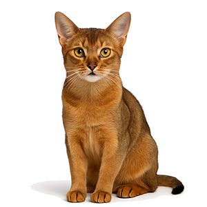 Abyssinian