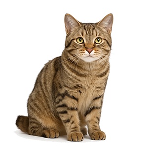 American Bobtail KH