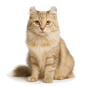 American Curl LH