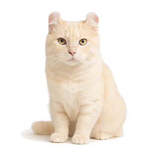 American Curl SH