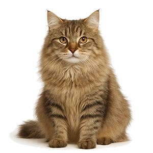 American Longhair