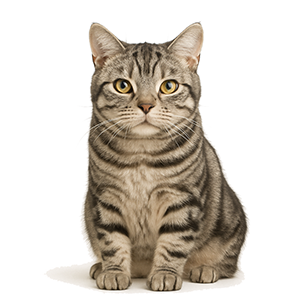 American Shorthair