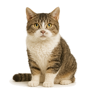 American Wirehair