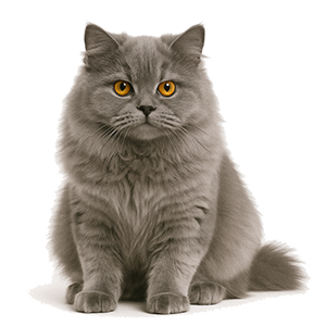 British Longhair