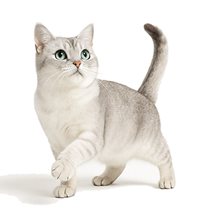 Burmilla