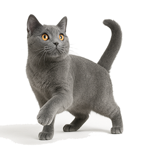 Chartreux