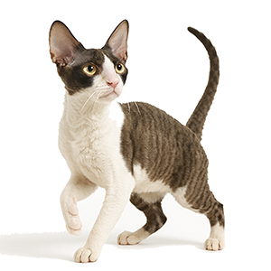 Cornish Rex