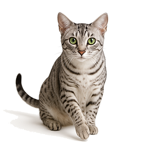 Egyptian Mau