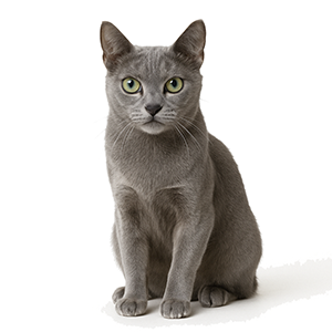 Korat