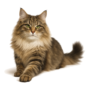 Norwegian Forest Cat