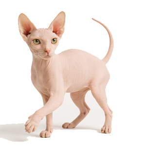 Peterbald